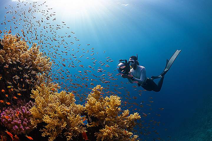 a person swimming in the ocean with a lot of fish