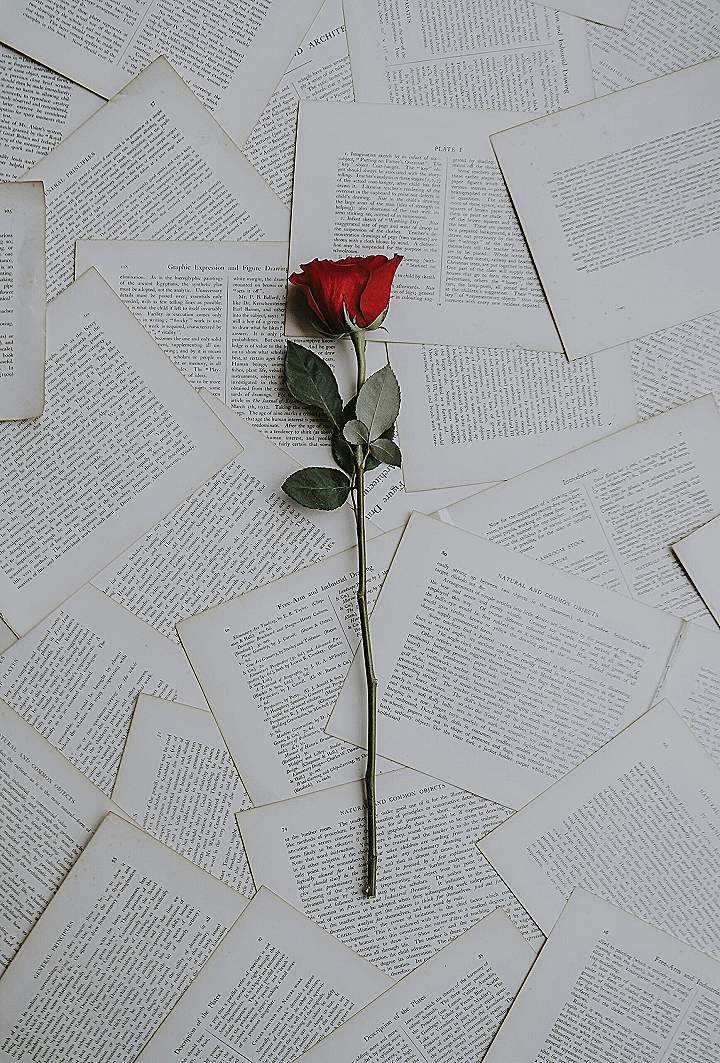 red rose on book sheets