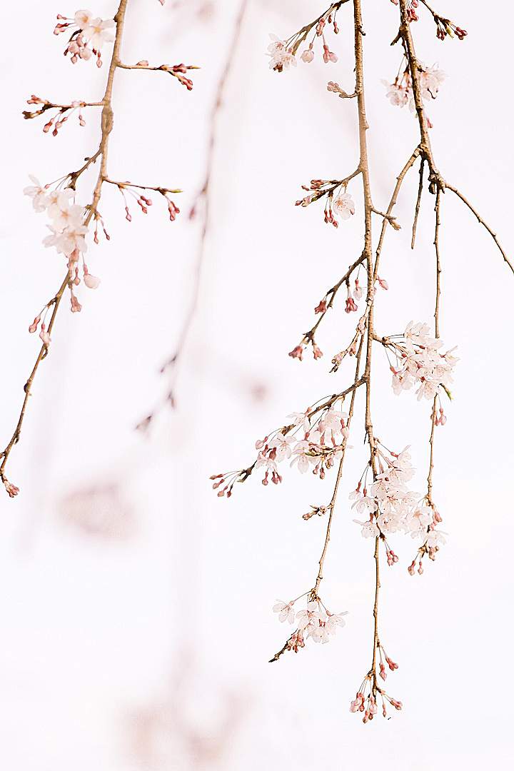 white flowers in tilt shift lens