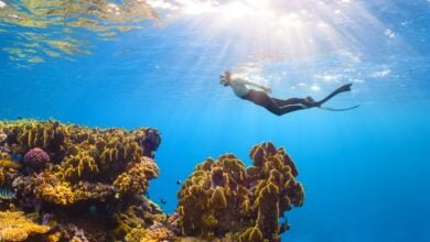 a person swimming in the water near a coral reef