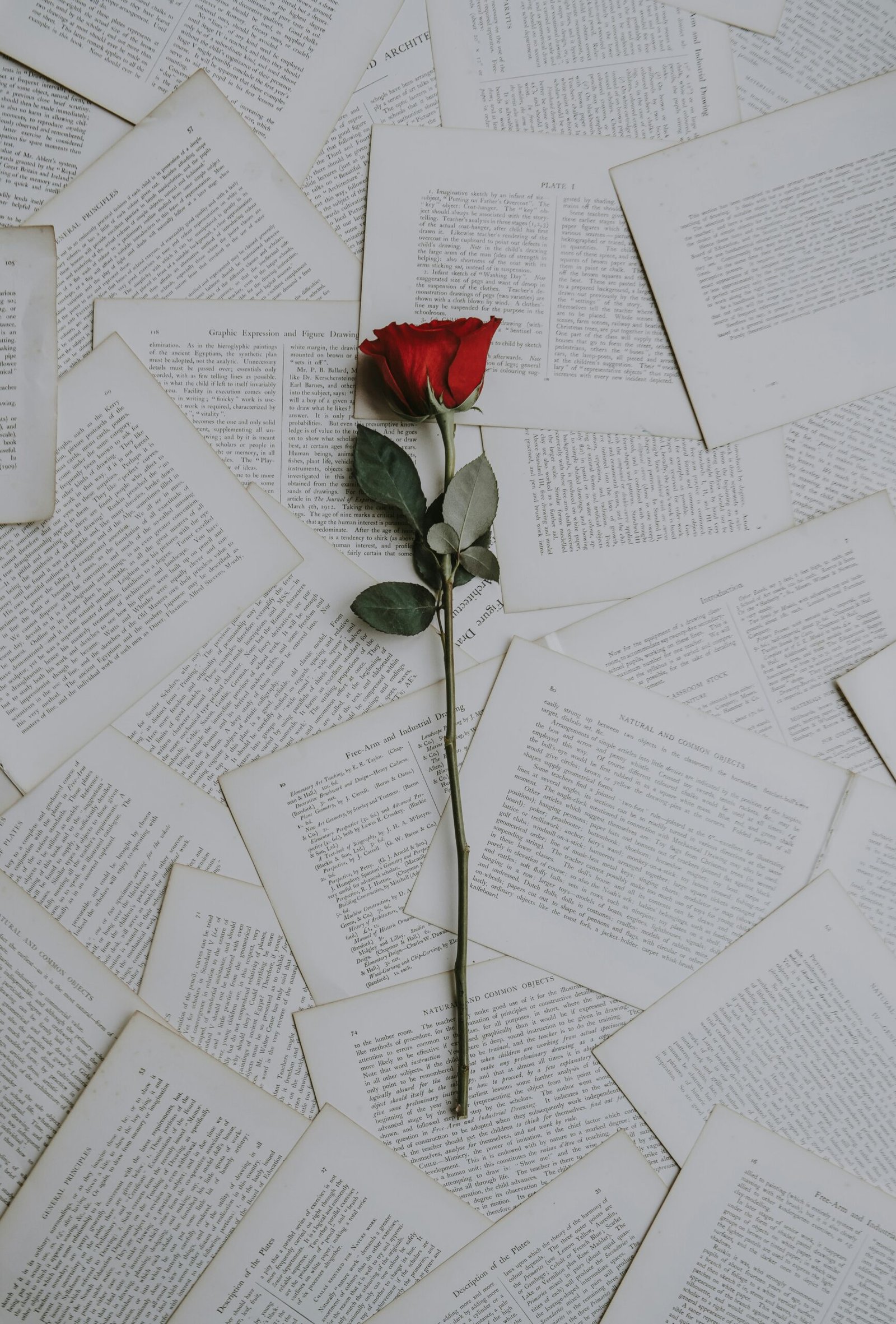 red rose on book sheets