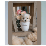 Irresistibly Cute Teacup Puppies: Discover Their Charm!
