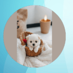 Teacup Puppies: Tiny Cuteness Overflowing!