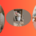 Tiny Tails: Discovering 15 Cute Teacup Puppies