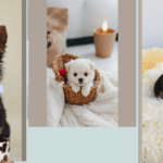 Pint-sized Delights: Exploring 15 Cute Teacup Puppies