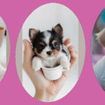 Little Wonders: Admiring 15 Cute Teacup Puppies