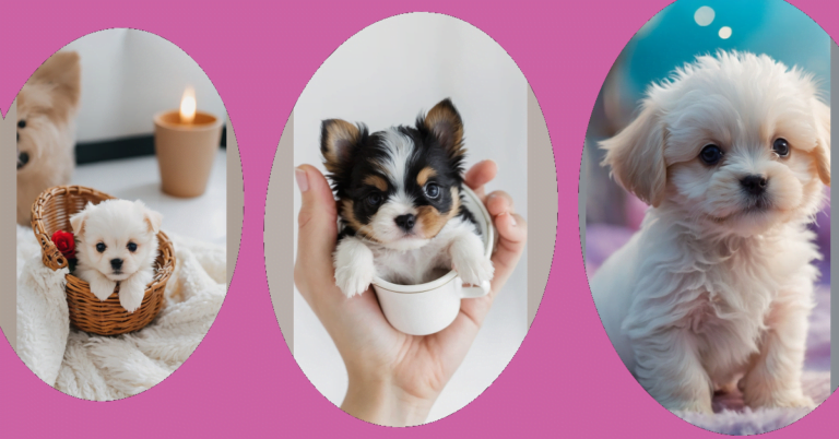 Little Wonders: Admiring 15 Cute Teacup Puppies