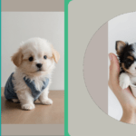 Pocket-sized Joy: Embracing 15 Cute Teacup Puppies
