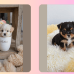 The Cutest Teacup Puppies: A Visual Delight