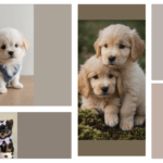 Adorable Teacup Puppies for Sale: Your Ultimate Guide