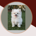 Discover the World of Cute Teacup Puppies Wallpaper