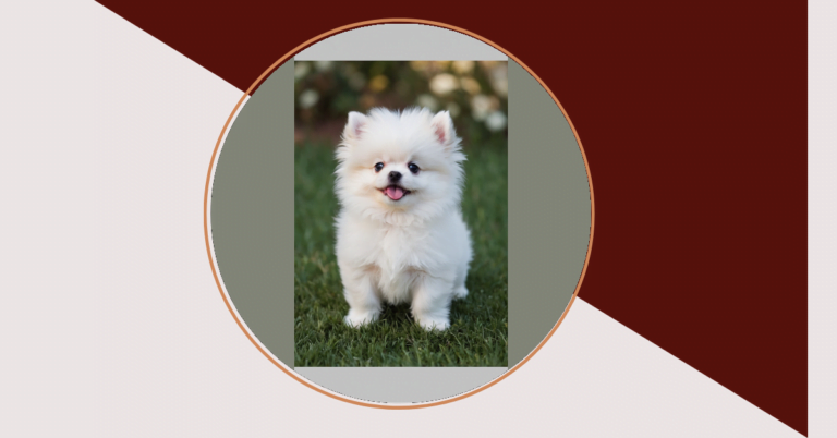 Discover the World of Cute Teacup Puppies Wallpaper