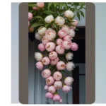 Blooming Beauties: 15 Peony Wallpaper Ideas for Your Devices