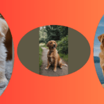 Puppy Bliss Bonanza: 15 Irresistible Ideas for Your Paw-some Fix