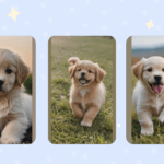 15 Adorable Puppies Ideas: From Fluffy Breeds to Playful Kittens