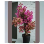 Green Thumb Delight: 15 House Plant Ideas for Aesthetic Indoor Decor