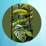 Vibrant Vistas: 15 Colorful Tropical Plants Perfect for Outdoor Full Sun Landscaping