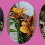 Blooming Beauties: 15 House Plants That Are Best for Indoor Decor Enthusiasts