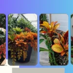 Front Porch Freshness: 15 Entrance Plant Ideas for Stunning Front Door Decor