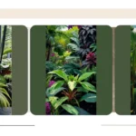 Vibrant Paradise: 15 Outdoor Full Sun Plants to Transform Your Space