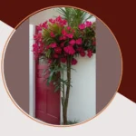 Unleashing the Tropics: 15 DIY Australian Tropical Garden Design Ideas