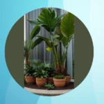 Transform Your Outdoor Space: 15 Tropical Landscaping Ideas for Every Home