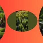 Dive into 15 Full Sun Landscaping Ideas for Your South Florida Yard