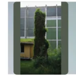 Transform Your Space: 15 Evergreen Landscape Ideas for Every Mood