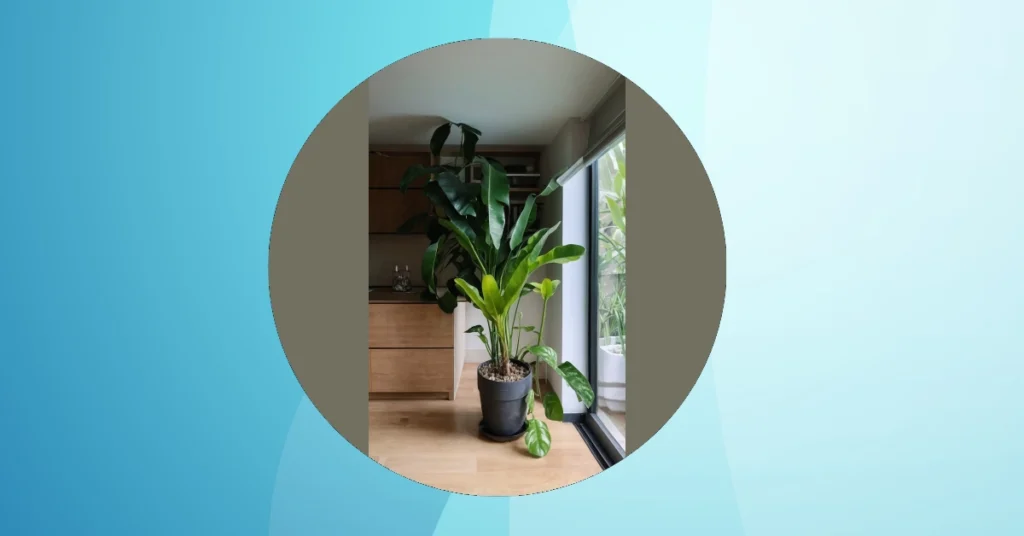 Transform Your Living Space with 15 Amazing Indoor Plants 31 10 10