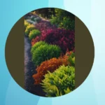 Evergreen Elegance: 15 Landscapes for the Stylish Homeowner