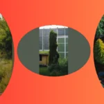 Spruce It Up: 15 Evergreen Landscape Ideas for Any Front Yard or Backyard