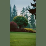 Evergreen Wonders: 15 Landscape Ideas to Consider for Your Home