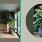 Discover 15 Unique Indoor Plants for Ultimate Home Decor!