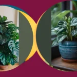 Turn Your Space into an Oasis: 15 Spectacular Indoor Plants!