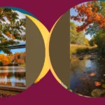 Trasforma La Tua Casa Con Questi 11 Fiori Autunnali