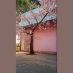 Celebrate in Color: 17 Irresistible Pink Tree Aesthetic Ideas to Transform Your Life**  
**