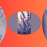 Lavender Vibes: Explore 15 Wallpaper Ideas for a Cute Aesthetic