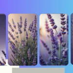 Lavender Dreams: 15 Wallpaper Ideas for Your Aesthetic Vibe