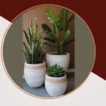 Revitalize Your Home with 15 Stunning Interior Garden Concepts