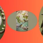 Delightful Designs: 20 Spring Birds Wallpapers You’ll Love