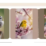 Freshen Up Your Nest: 20 Unique Spring Birds Wallpaper Styles