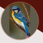 Feather Your Nest: 20 Adorable Spring Birds Wallpaper Ideas