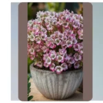 Elevate Your Home: 20 Faux Outdoor Plants Ideas for Stunning Front Doors