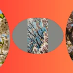 The Blooming Palette: 16 Flowering Trees to Paint Your Garden