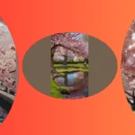 Unraveling Cherry Blossom Hotspots: A Cultural Journey