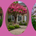 Transform Your Front Yard with These 16 Beautiful Flowering Trees