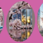 Discover the Top 21 Cherry Blossom Spots for Insta-Worthy Pics