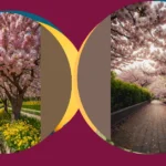 Say Hello to Spring: 16 Stunning Flowering Trees You Must Plant!**

**