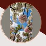 A Blooming Paradise: 16 Flowering Trees That Wow