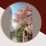 Experience 21 Unforgettable Cherry Blossom Attractions in Japan